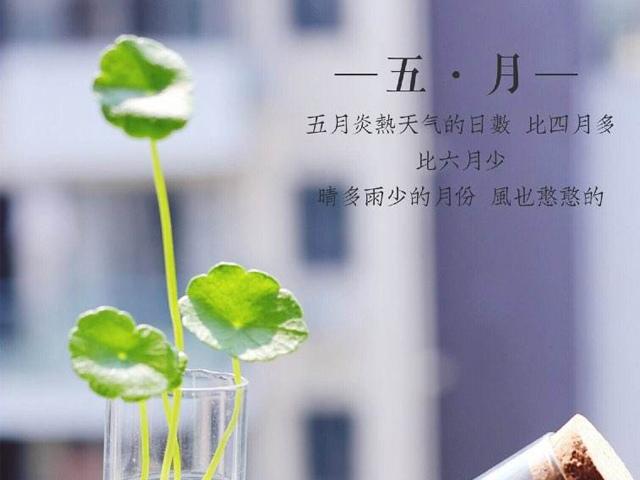 五月你好