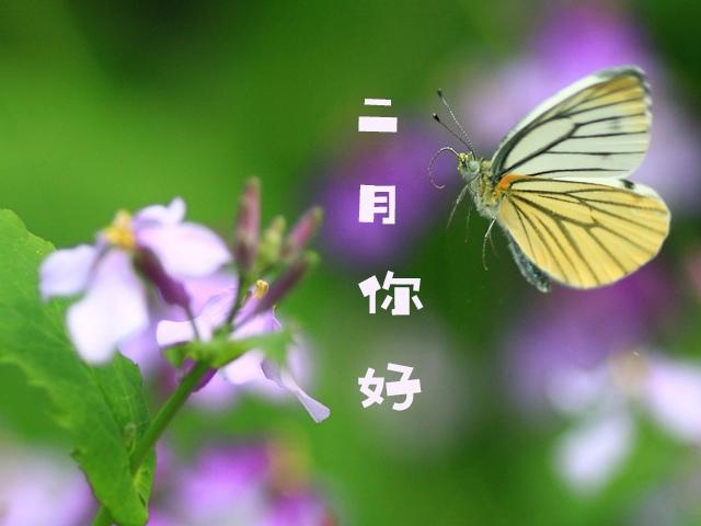 二月你好