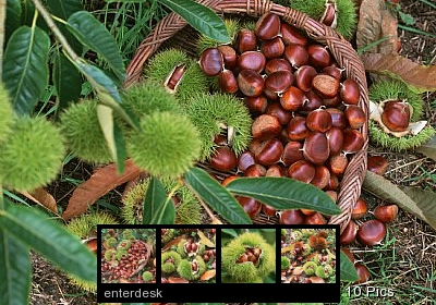 诱惑的果实板栗