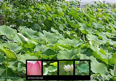 大自然花卉荟萃西湖的