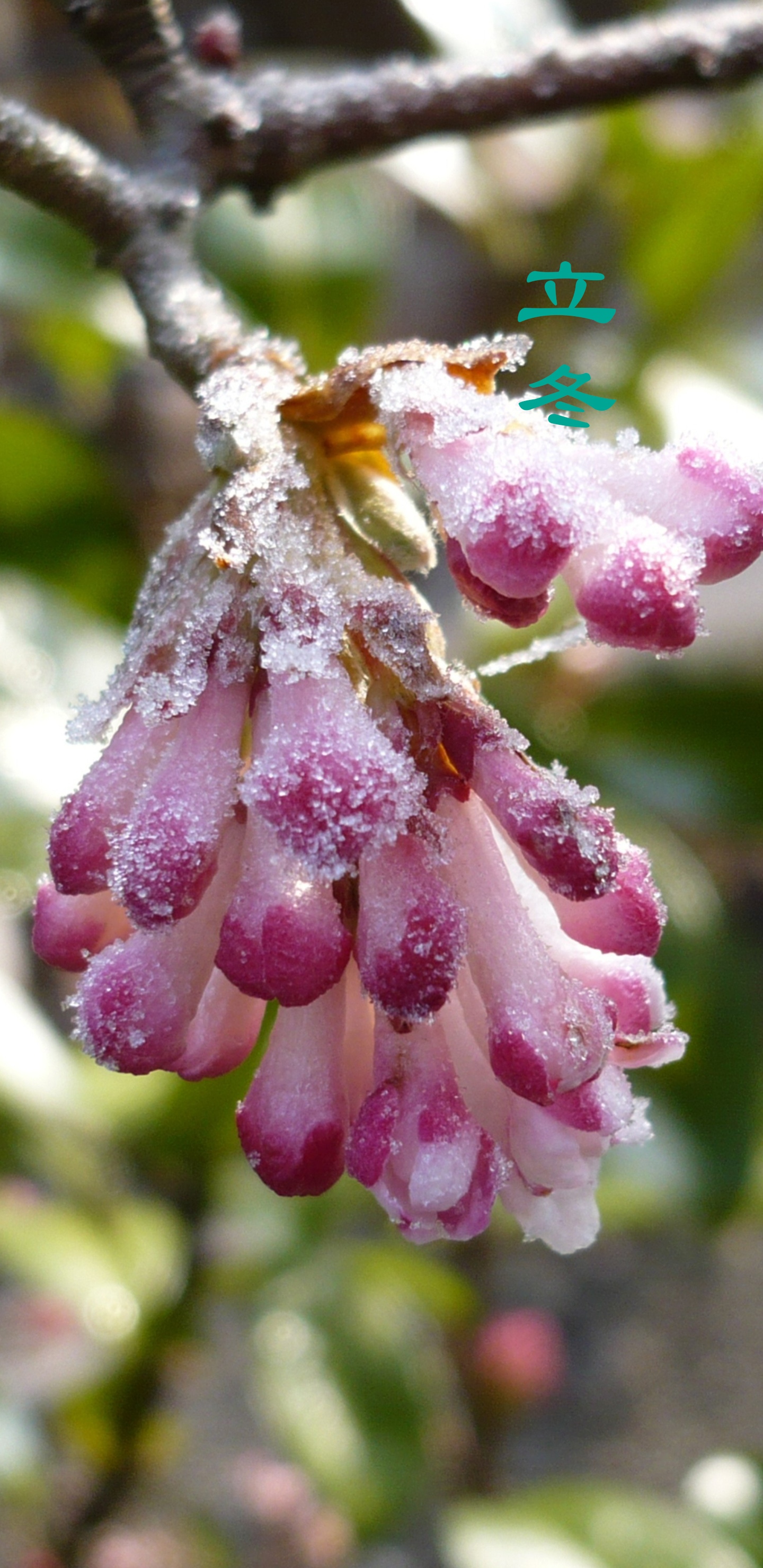 立冬时节霜花多