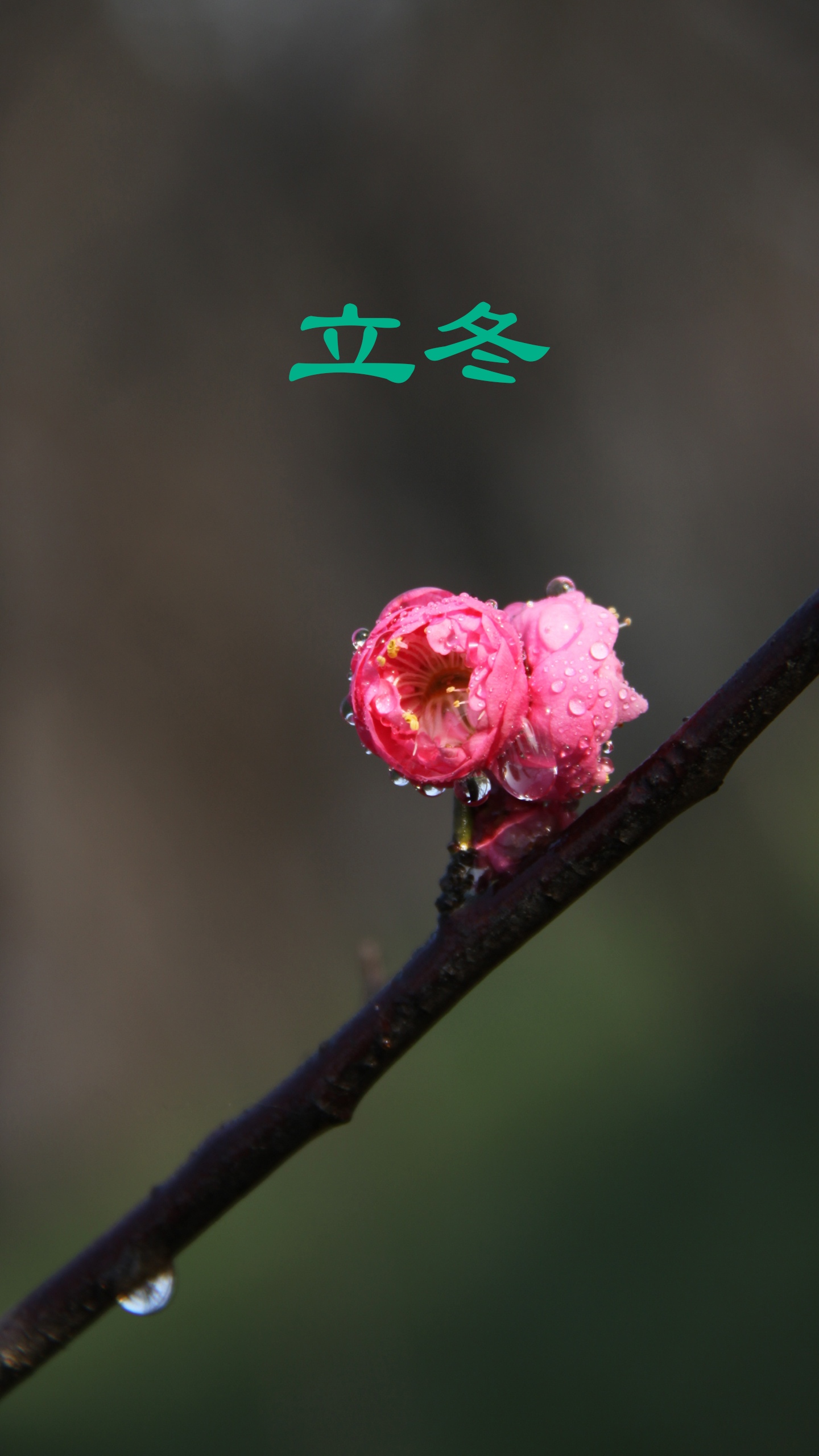 立冬时节,腊梅盛开