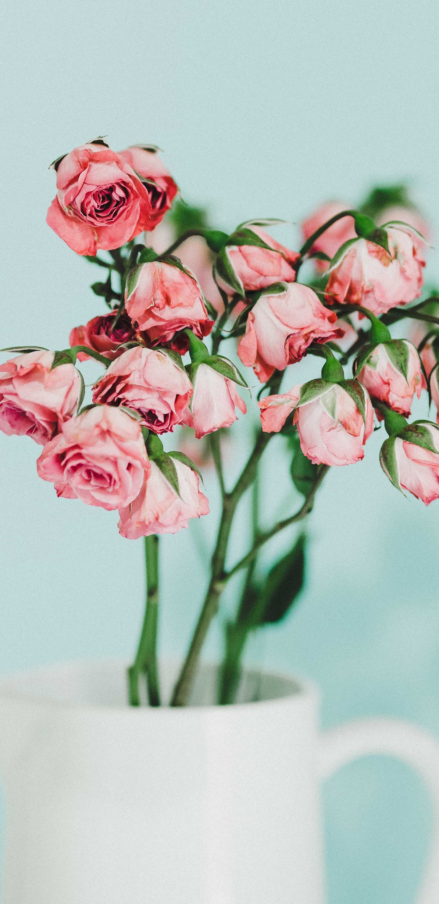 粉红色玫瑰——初恋