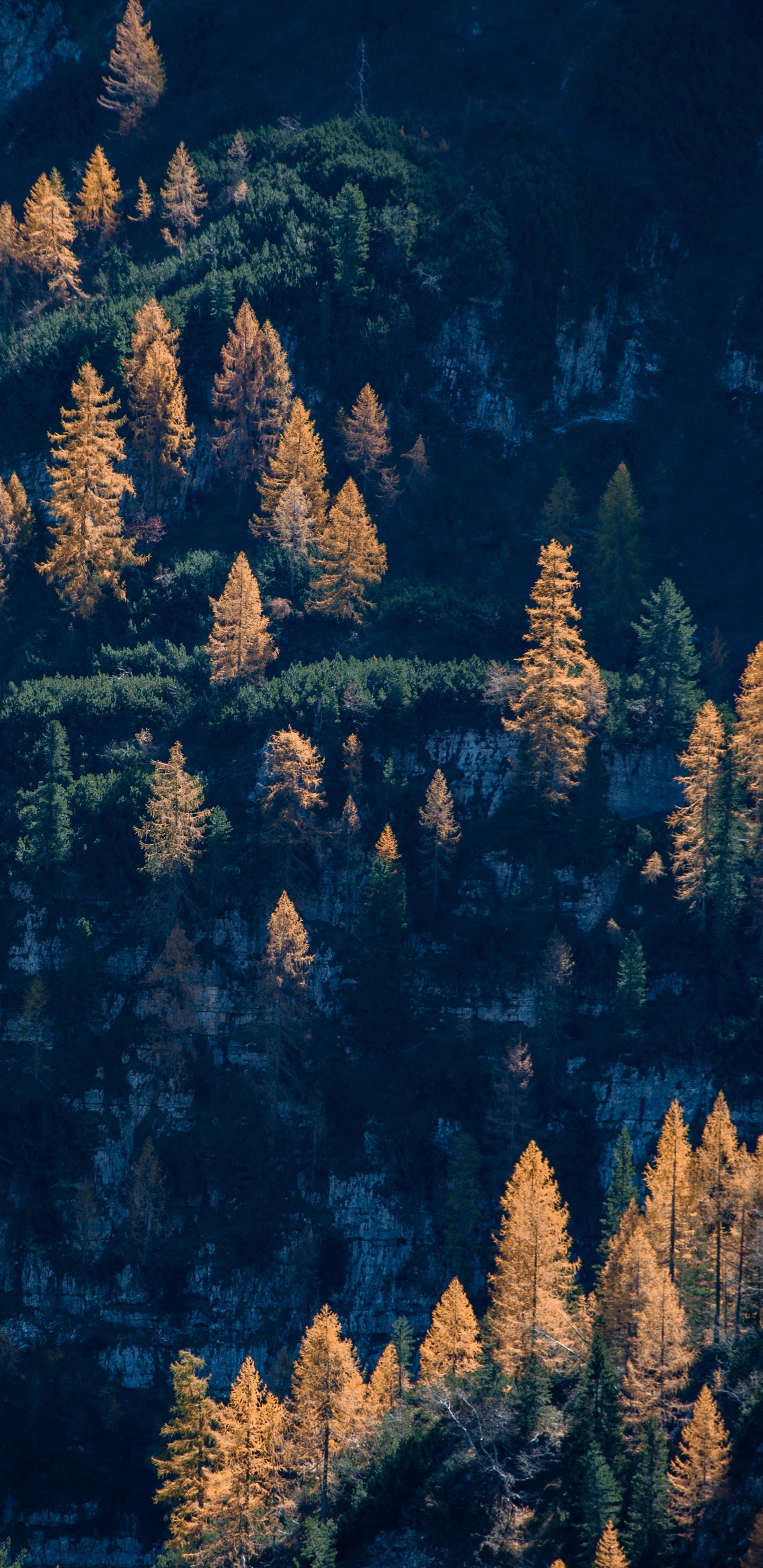 深秋时节,叶子变黄了
