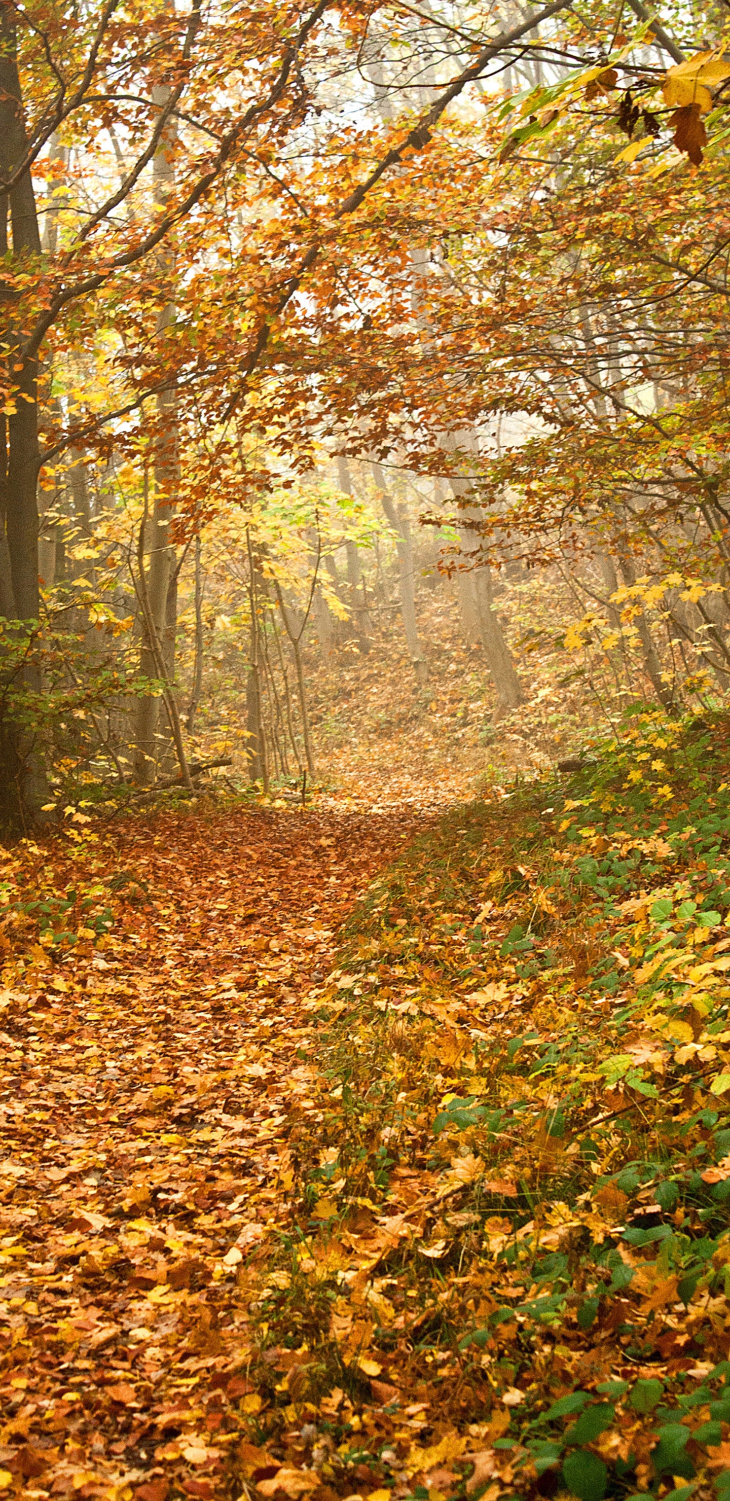 秋天的枫叶像火焰