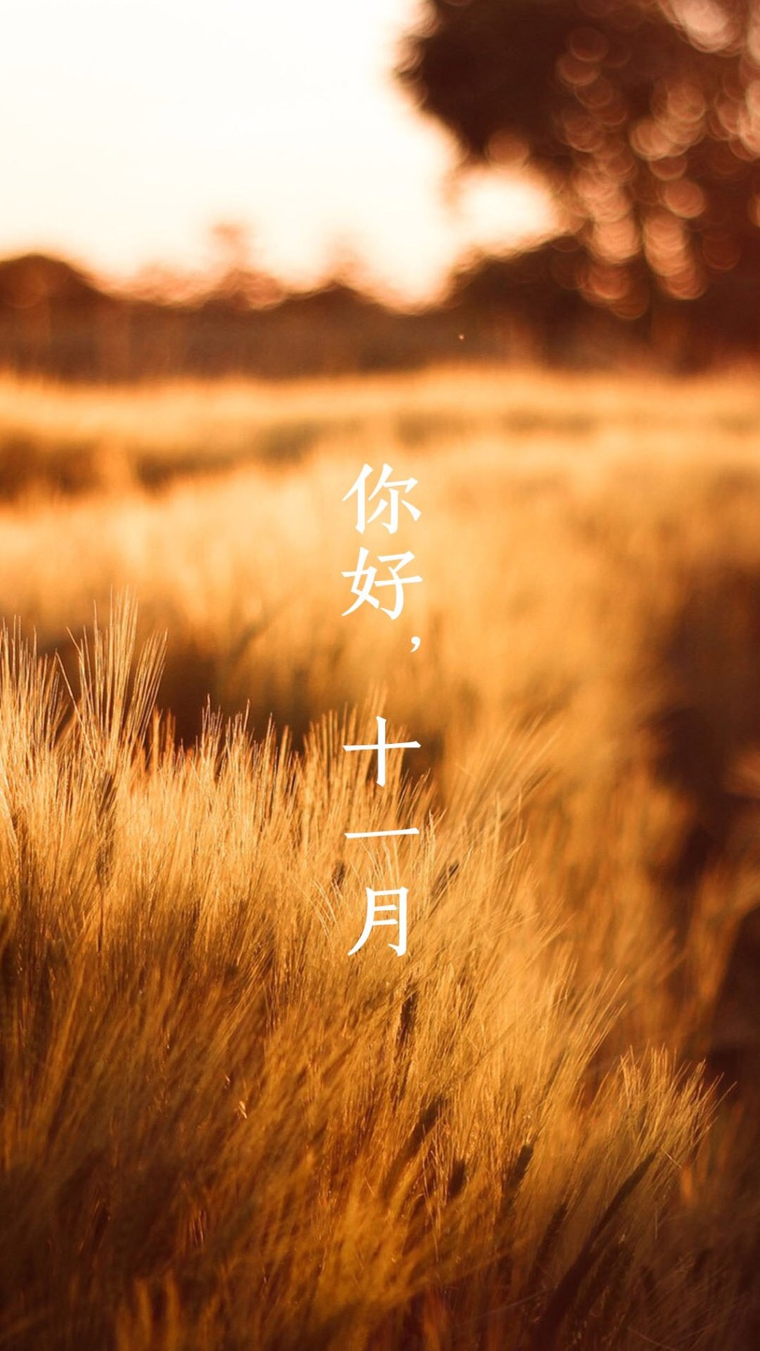 迟来十一月秋风吹