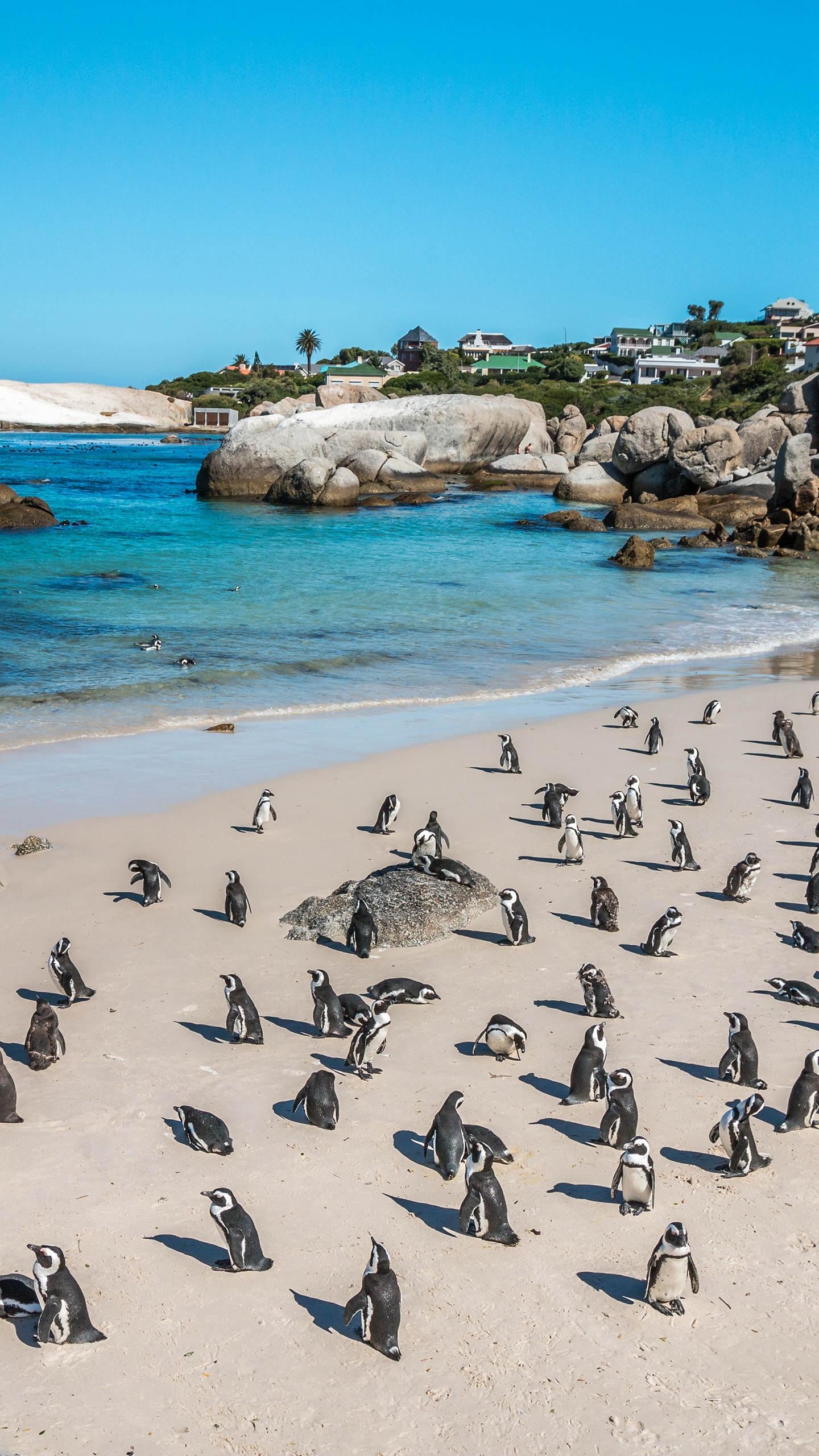 南非——企鹅滩