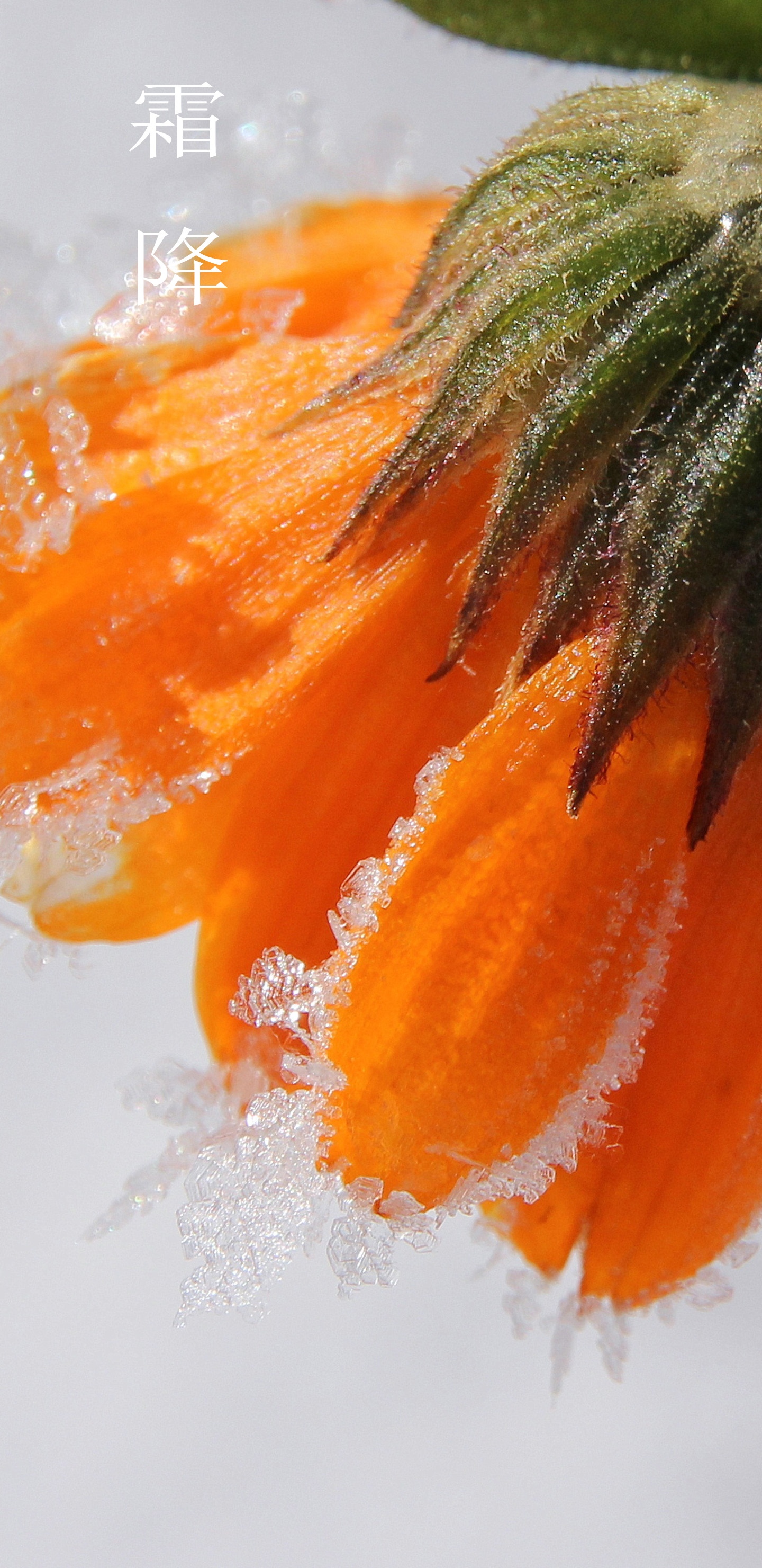 霜降送秋不回眸