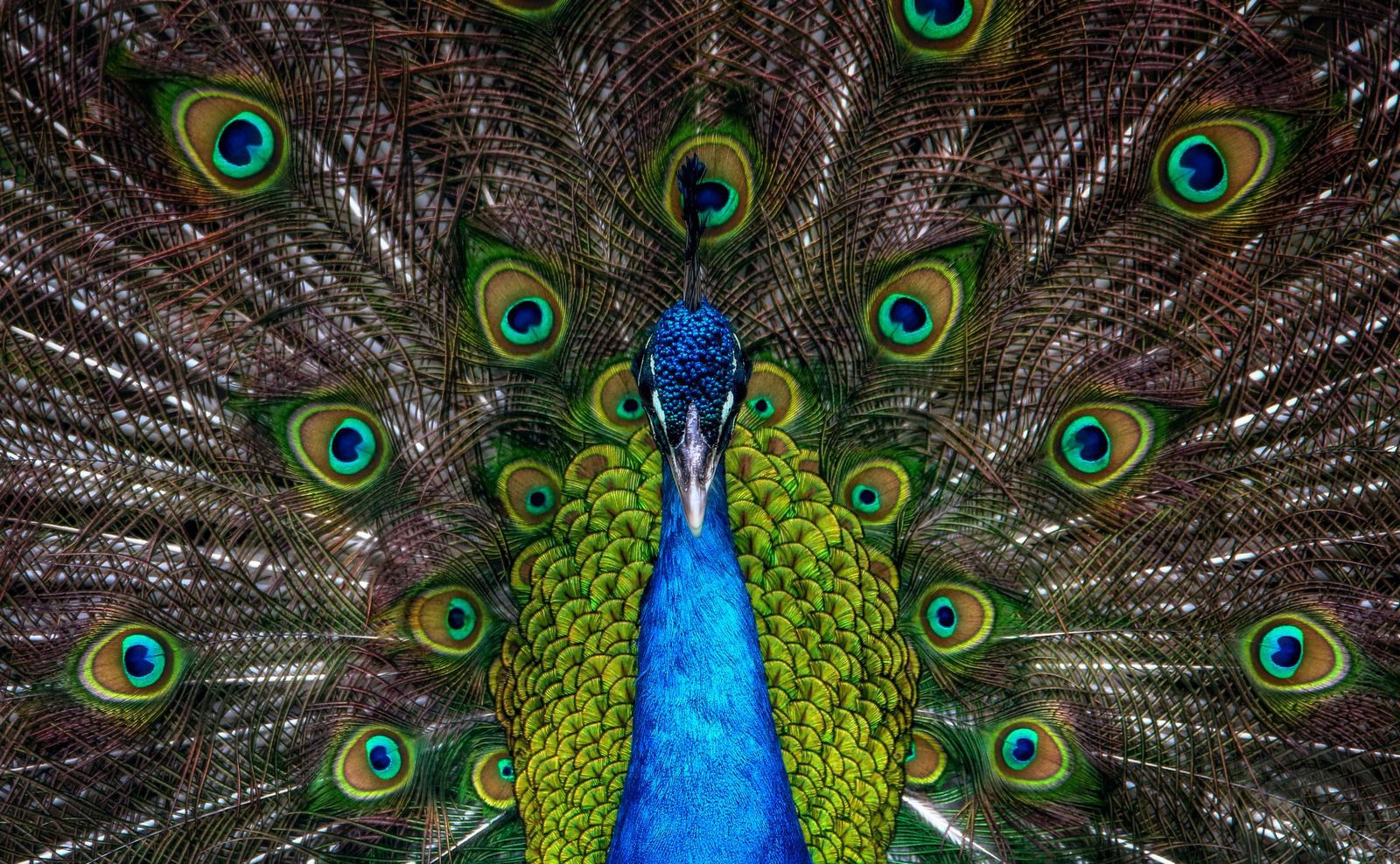 一只孔雀羽毛的展示