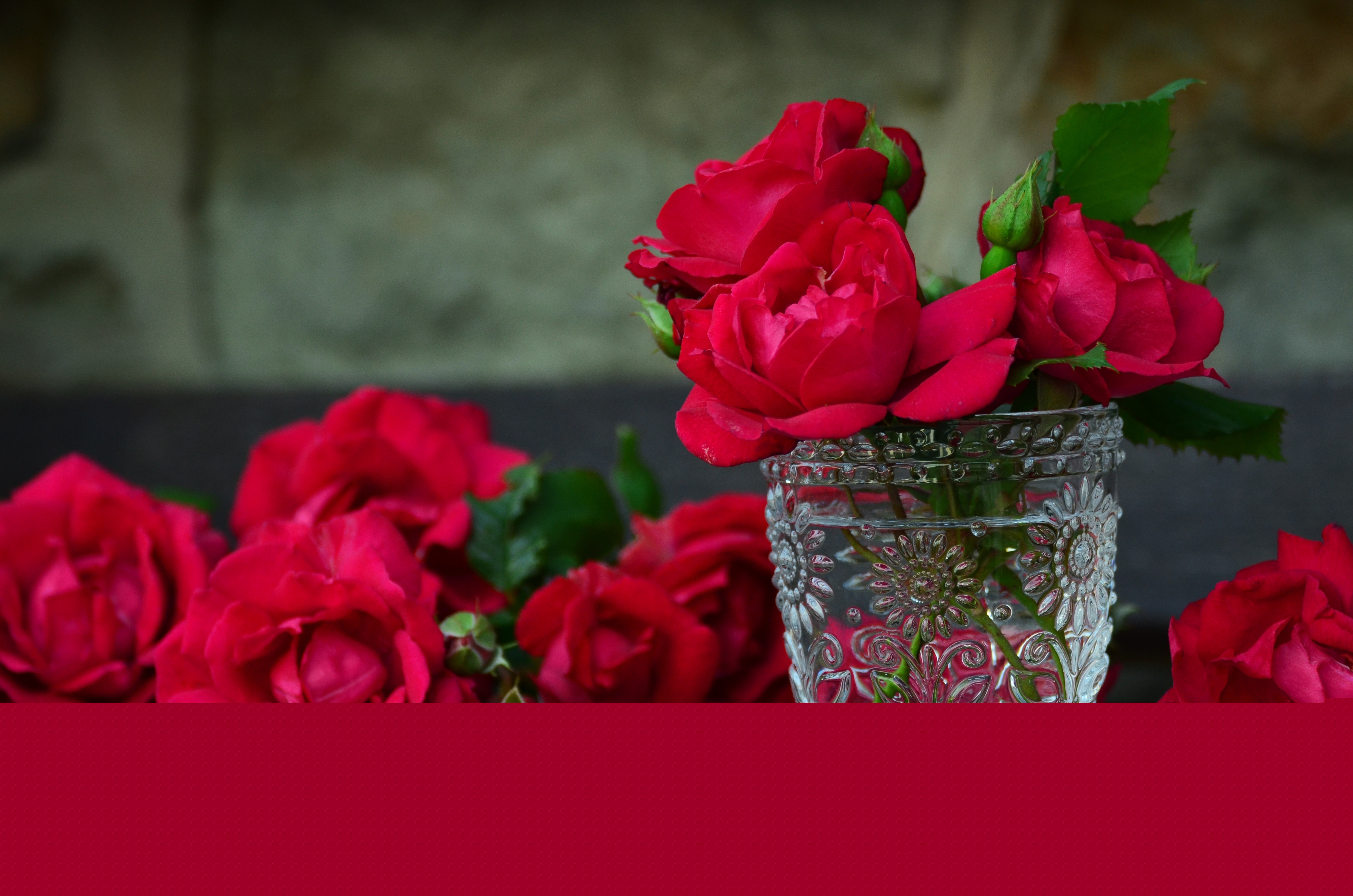 七夕不能少的红玫瑰