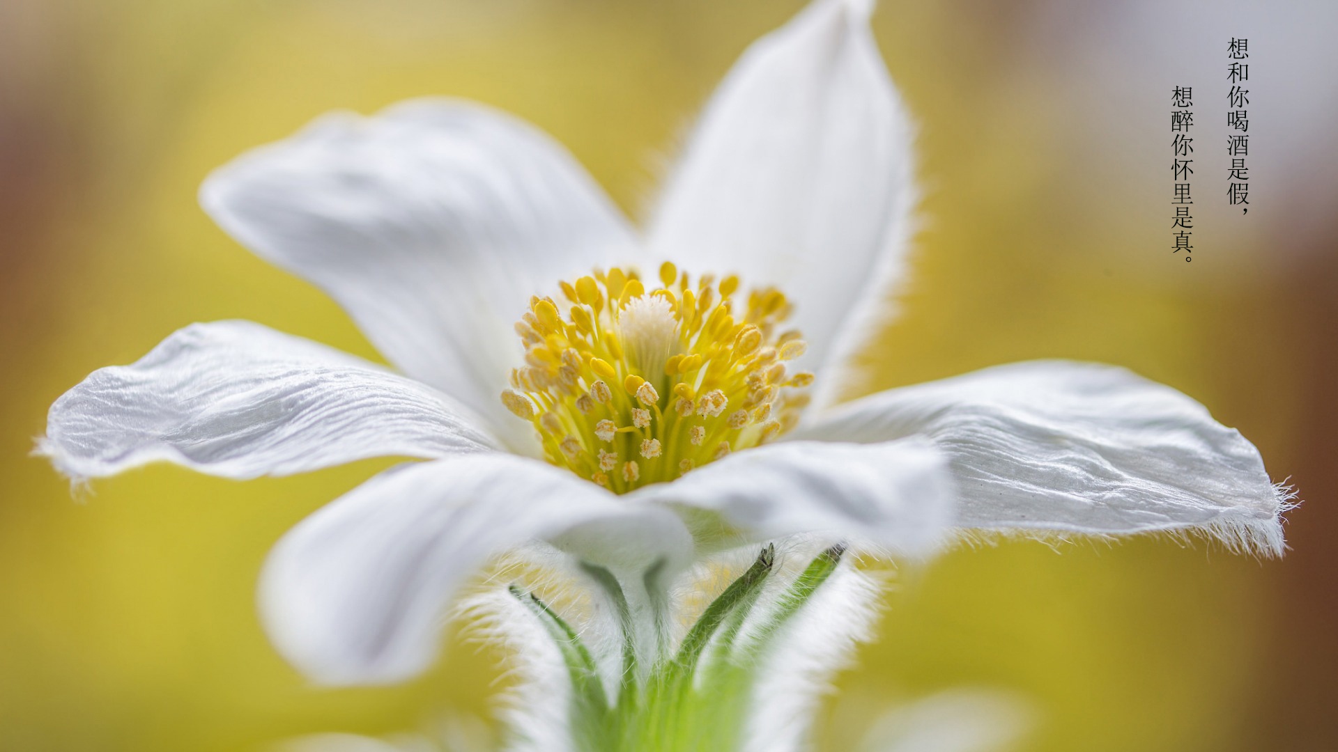 撩妹用的幽默情话