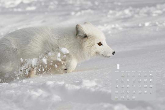 2019年1月超级可爱的北极狐图片日历