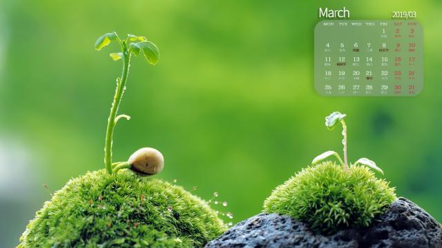 2019年3月初春绿色小清新植物写真日历