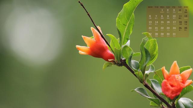 2019年5月代表性石榴花唯美写真日历