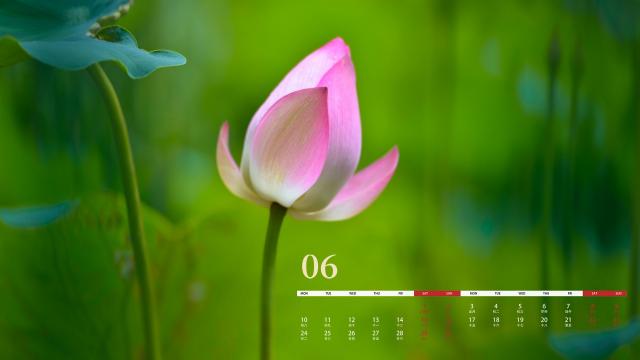 2019年6月代表性荷花自然风光日历