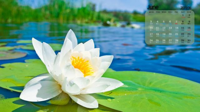 2019年6月代表性荷花自然风光日历