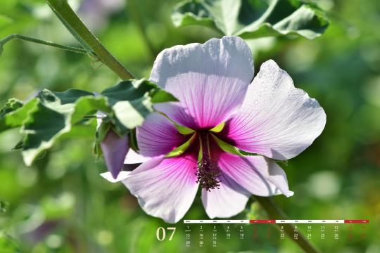 2019年7月代表性花之蜀葵日历
