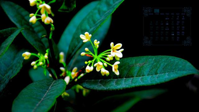 2019年8月十里飘香的桂花日历