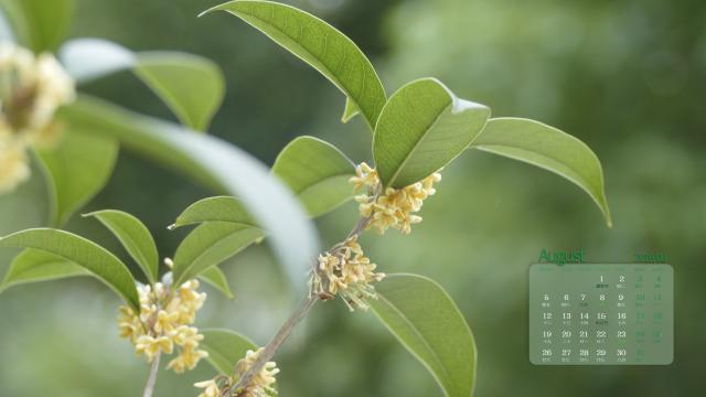 2019年8月十里飘香的桂花日历