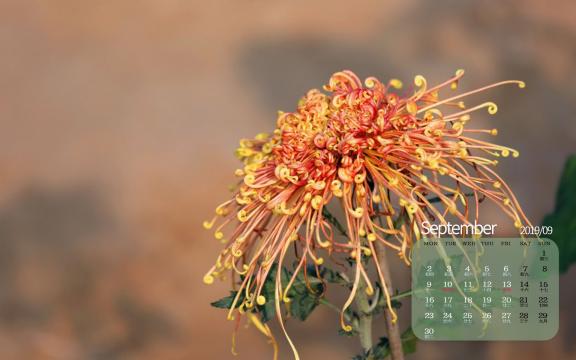 2019年9月绽放着迷人的菊花日历