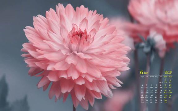 2018年6月奇异小清新花卉日历