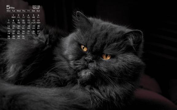 2018年5月呆萌猫咪可爱写真日历