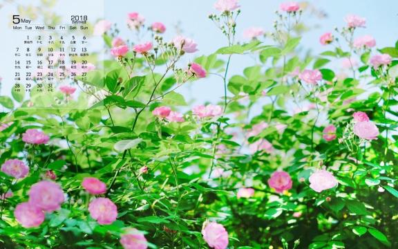 2018年5月清新唯美粉色蔷薇花日历