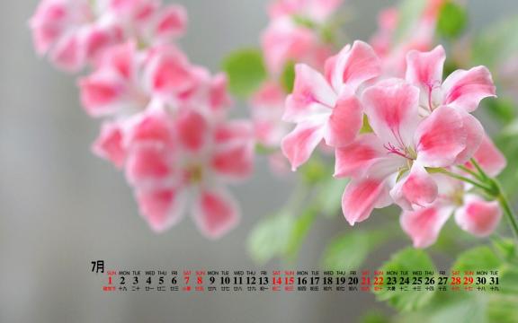 2018年7月小清新粉色花卉养眼图片日历