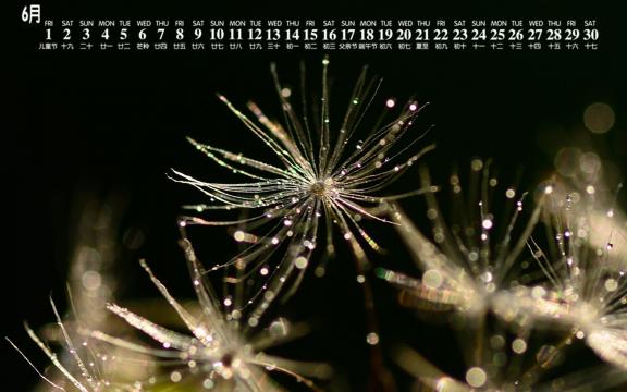 2018年6月蒲公英唯美意境图片日历