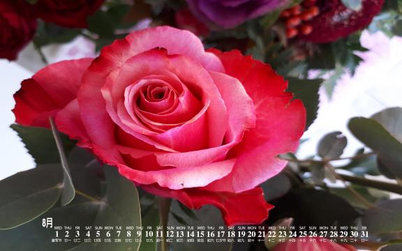2018年8月铿锵玫瑰唯美日历