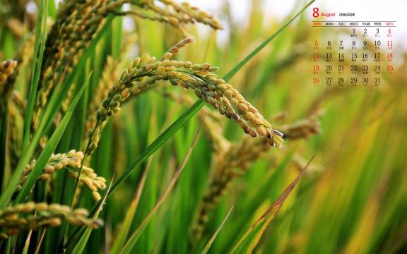 2018年8月麦田秋意美景日历