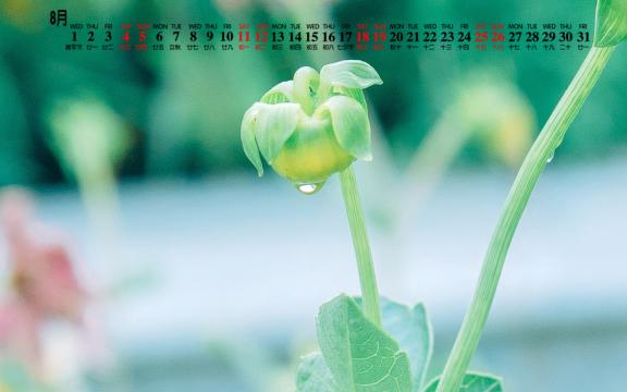 2018年8月小清新护士护眼植物写真日历