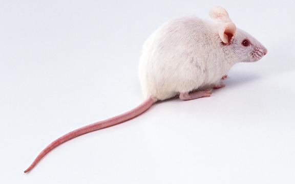 老鼠