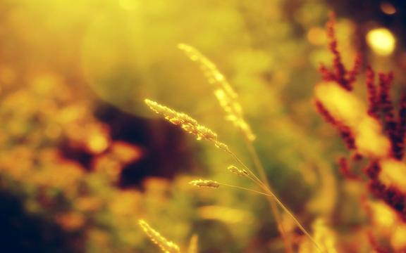 lomo唯美清新花草图片