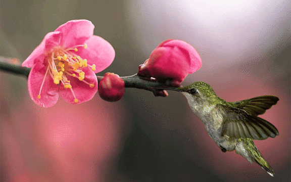 win7动态植物花卉