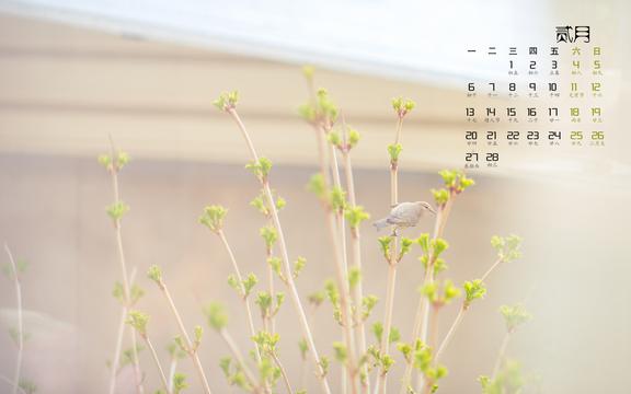 2017年2月护眼日历