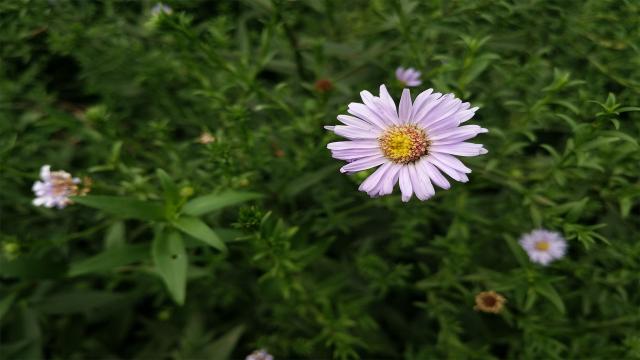 荷兰菊孤傲枝头