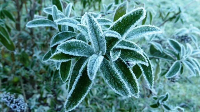 霜降秋叶唯美图片