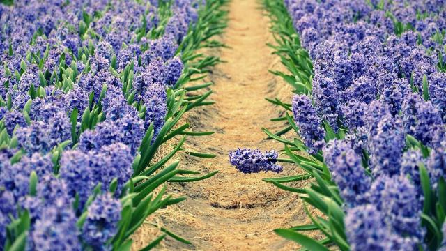 芬芳怡人的风信子