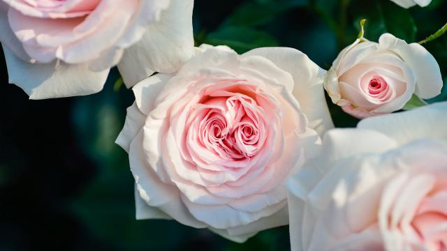 唯美的花，文艺的感觉