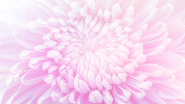 粉色的花，少女的心