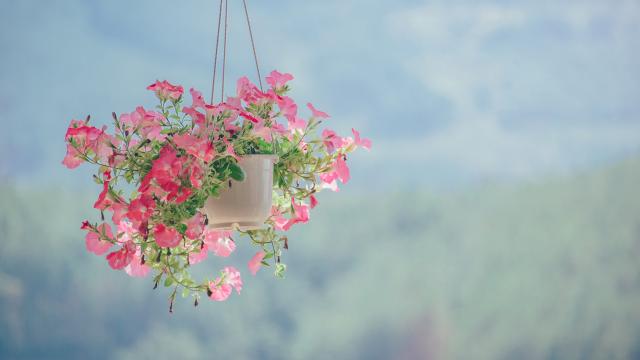 粉色的花，少女的心