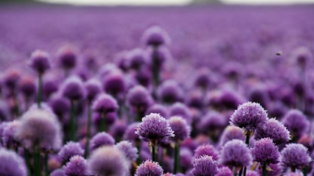 不是所有紫色的花都叫薰衣草