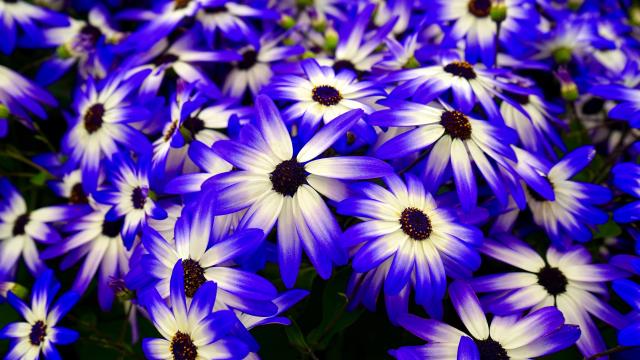 不是所有紫色的花都叫薰衣草