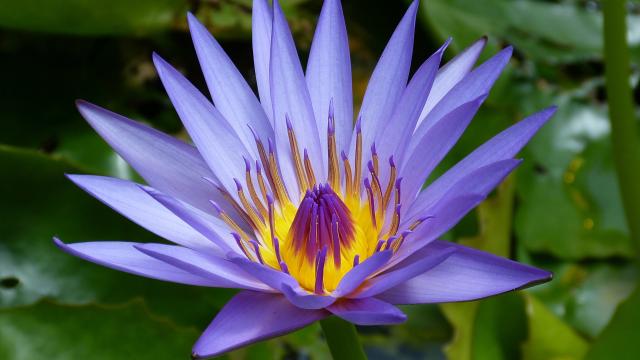 睡莲，是仙女的化身