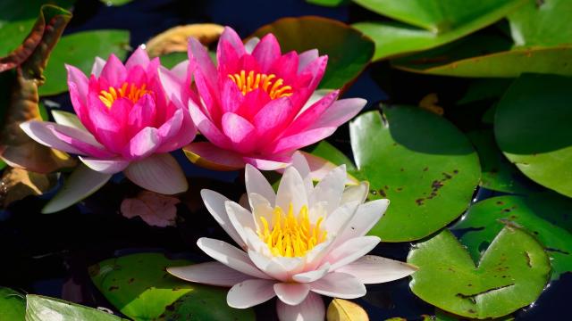 睡莲，是仙女的化身