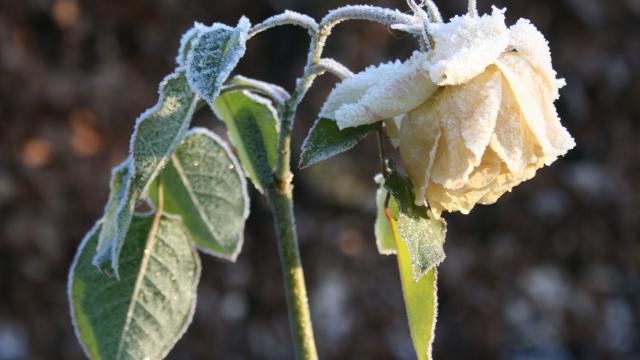 既然冬已至,那就静候霜花