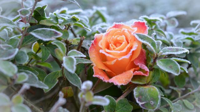 既然冬已至,那就静候霜花