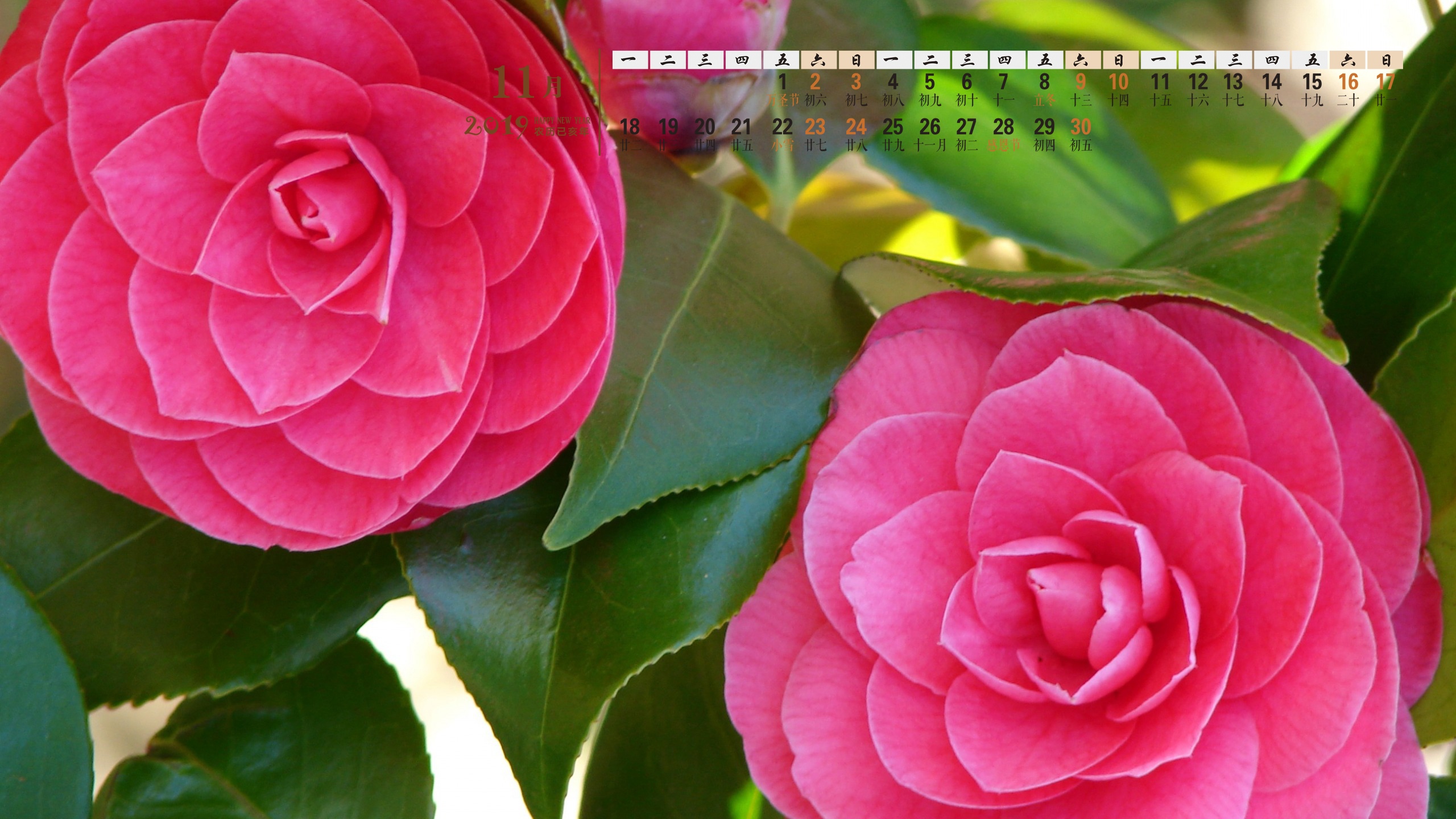 2019年11月代表花之山茶花日历