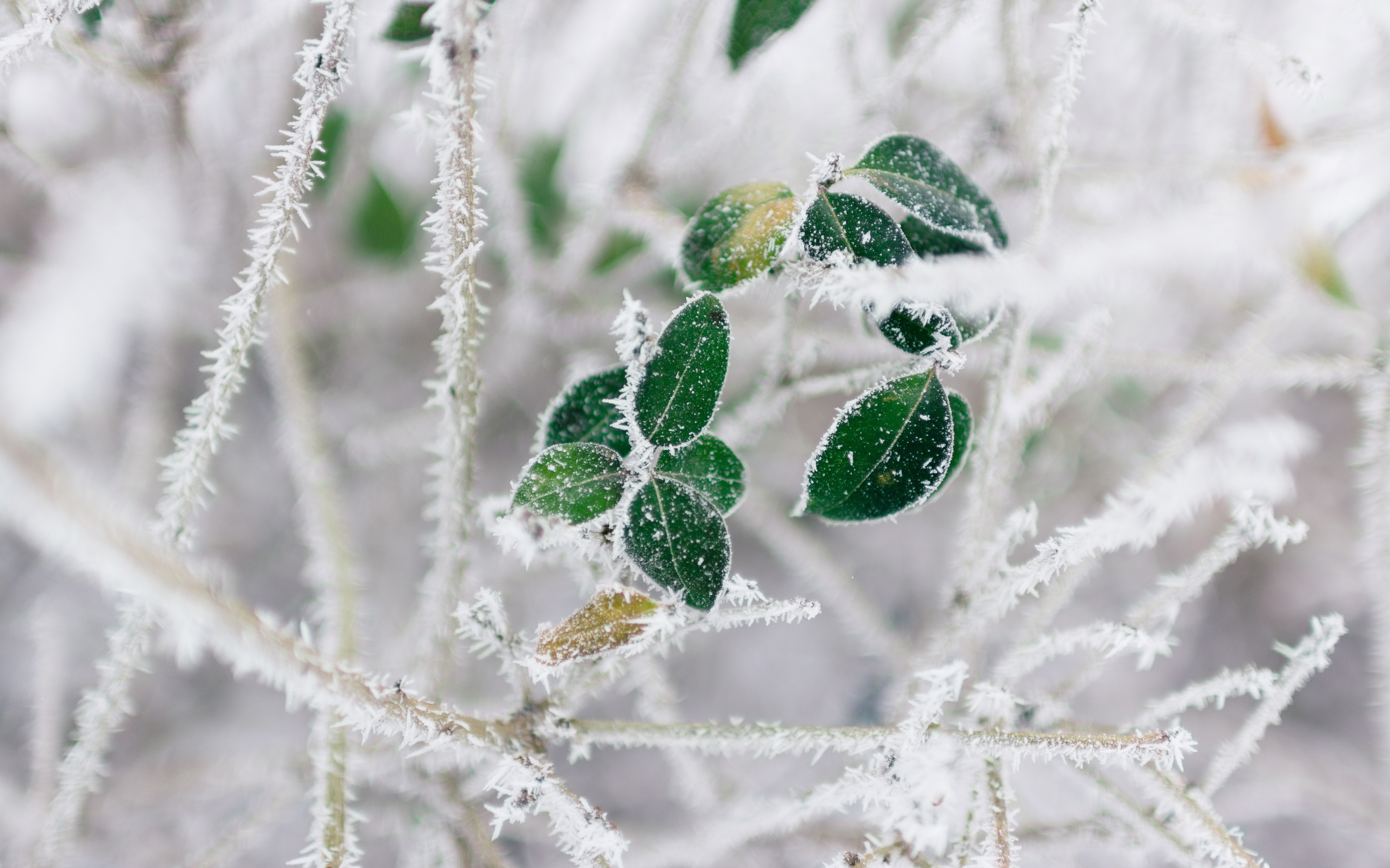 大雪时节,依然生机勃勃